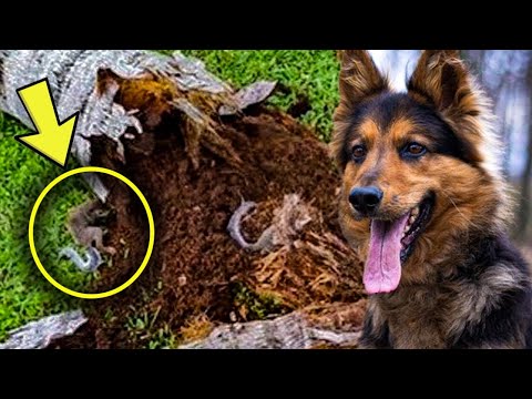 Video: Frau Beschuldigt, Den Hund Ihres Ex-Freundes An Einen Baum Gehängt Zu Haben