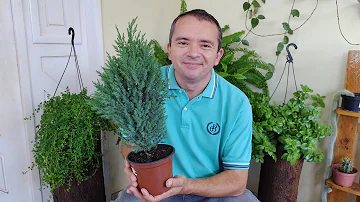 Como é o nome da planta que parece uma árvore de Natal?
