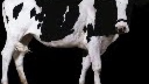 (CYOP) Pizza Tower Hotdog Build - Stumped Barn (S Rank)