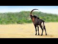 Kruger Park, Season 15 (English), with sable antelopes, fighting for several hours.