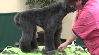 Dog Grooming  FixItTips Using a Kerry Blue Terrier