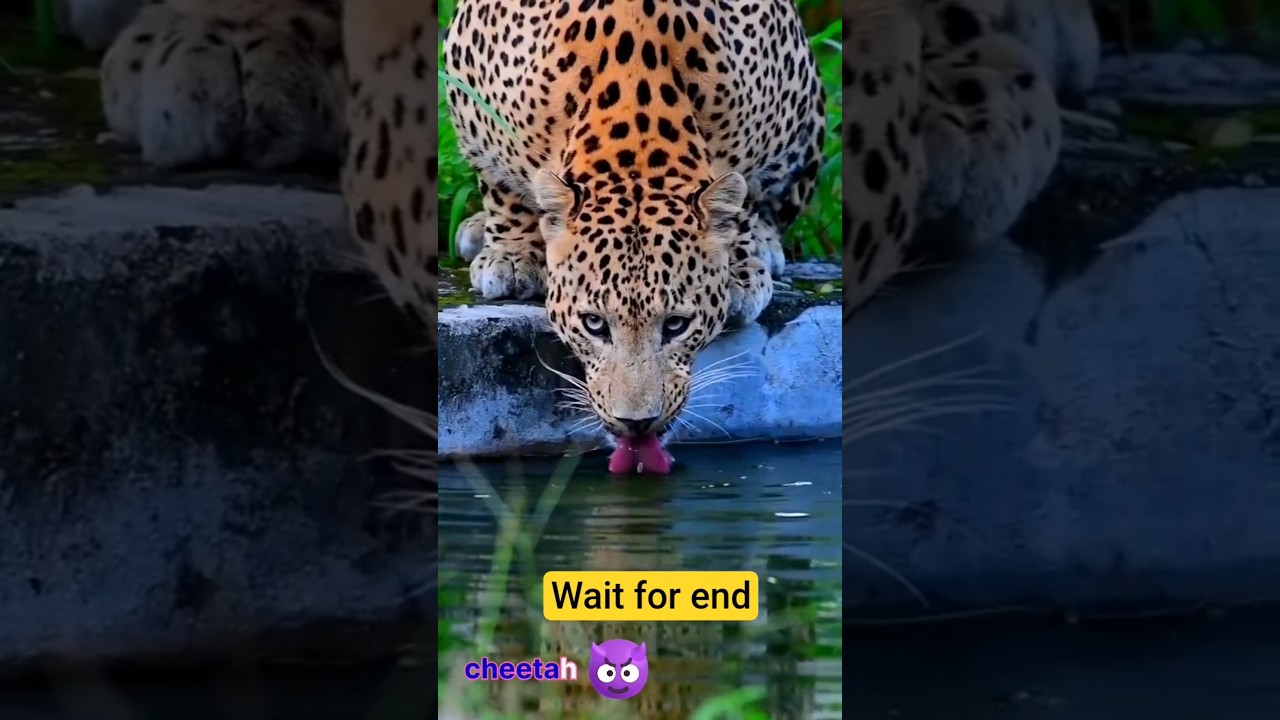 others animal drinking water vs leopard