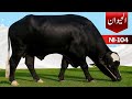 Al Haiwan NI-104 Buffalo Bull | Peak Milk Record 19 Liters