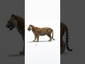 3D figure of a Tiger #()