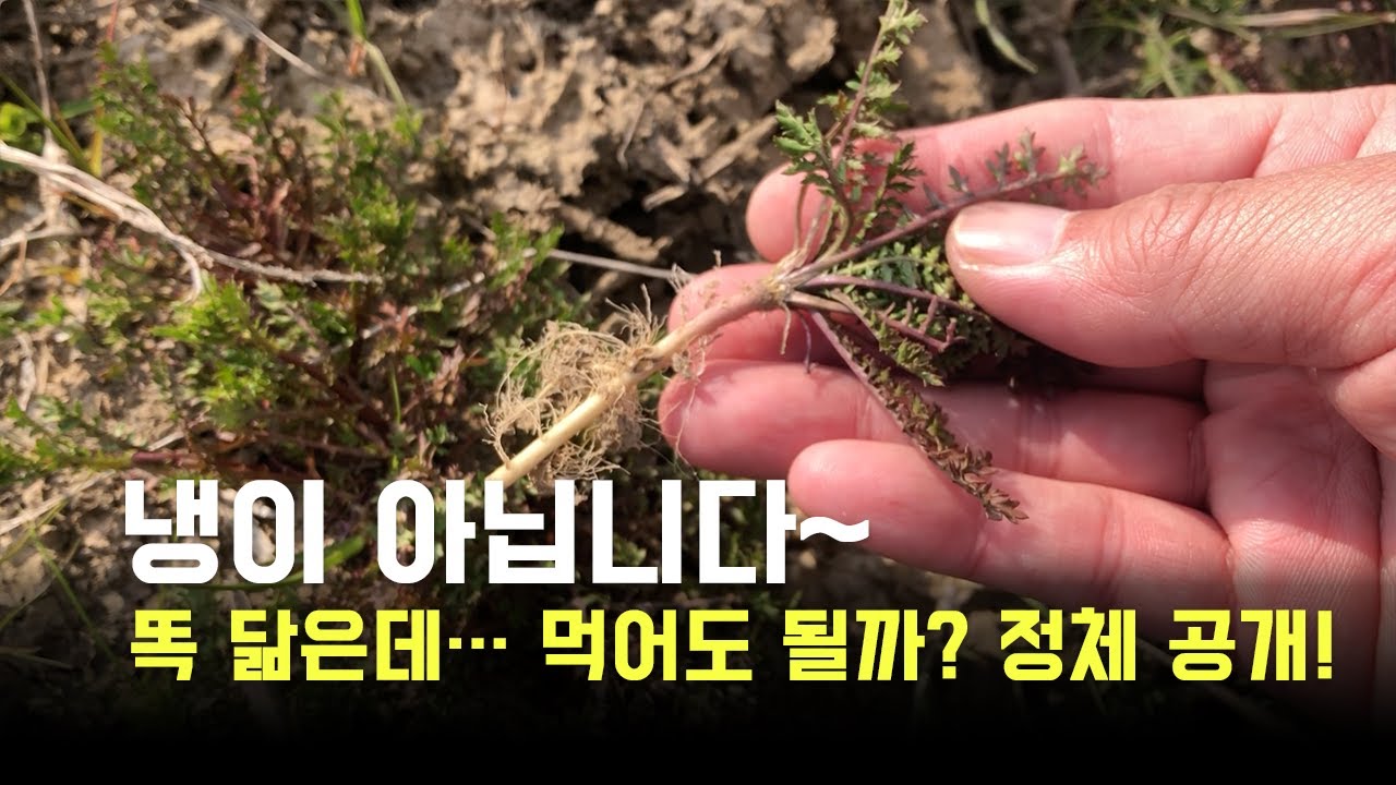 냉이와 냉이 같지만 다른 식물 두가지 진짜 냉이 구별법 공개. - YouTube