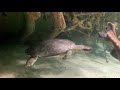 National Aquarium | Part -3 | Baltimore , MD