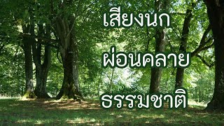 ผ่อนคลายกับเสียงนก ในป่าไม้ธรรมชาติ..