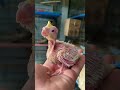 Cockatiel Baby Growth Day 16 #shorts #viral #youtubeshorts