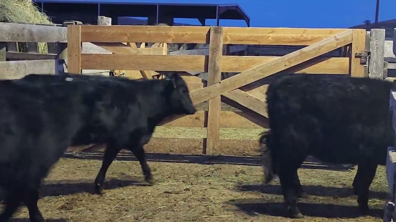 Colver, Lwtn, MT - 25 Repl. Hfrs @ LLA 2-3-26