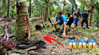 ช่วยเด็กชายจับงูแบล็กแมมบา 100 ตัวในต้นมะพร้าวเน่า