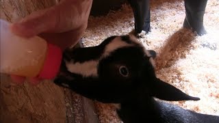 Cute Baby Pygmy Goat Loves Drinking Out of a Bottle
