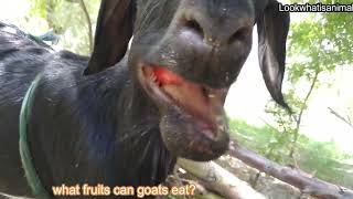 Can goat eat apple