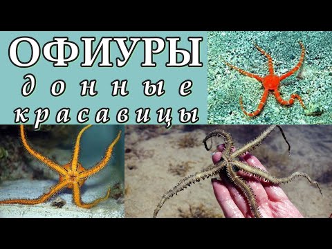 Видео: Едят ли офиуры кораллы?