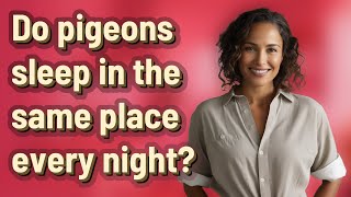 Do pigeons sleep in the same place every night?