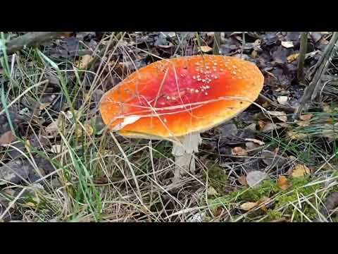 Что можно найти около мухомора в лесу!  Удивительное соседство