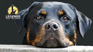 Rottweiler: Obedience Training