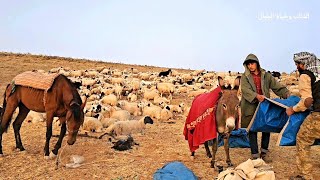 تدريب جراء كلب الكانجال - هجرة راعي الغنم نحو الجنوب