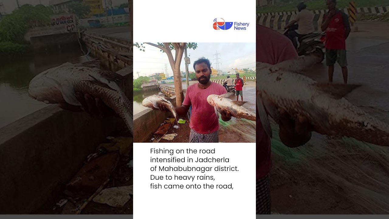 Fishery News | Today's Headlines | Latest Updates.
