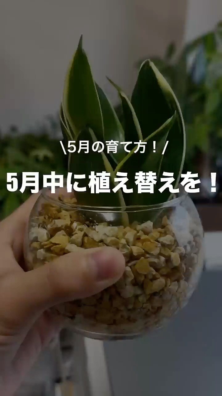 Do This in May! #TokyoKotobukien #Houseplants #PlantCare - YouTube