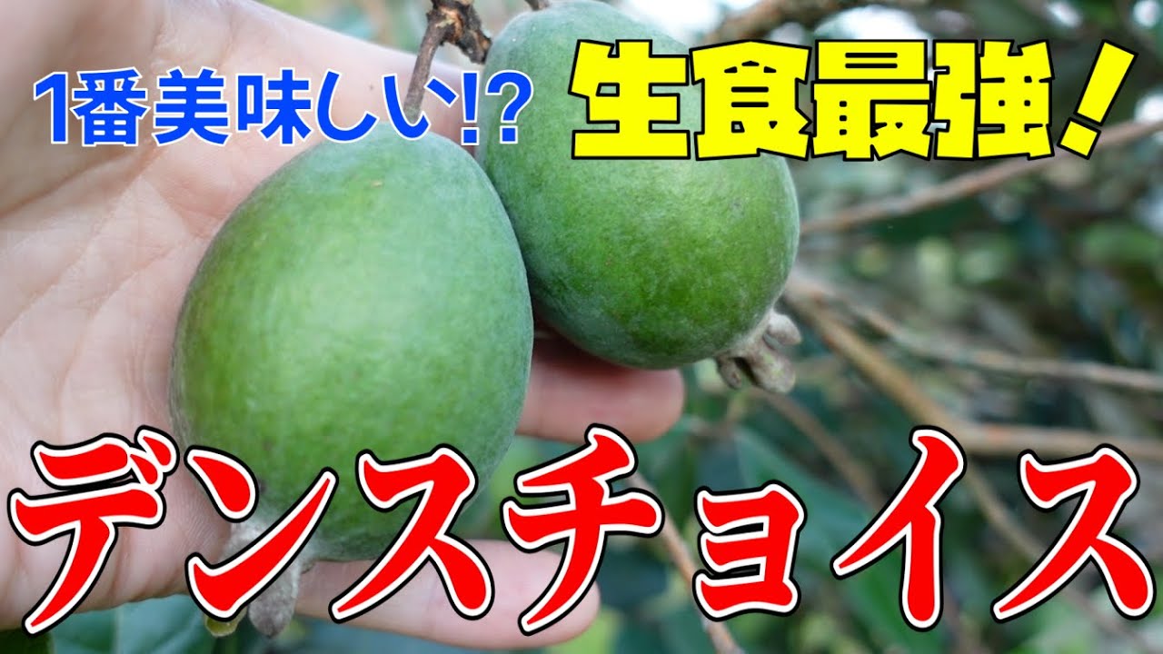 1番美味しい 生食最強 デンスチョイス フェイジョアのオススメ品種紹介 Feijoa Youtube