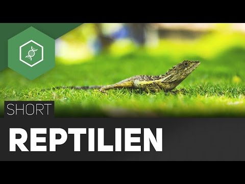 Video: Interessante Fakten über Reptilien: Wie sich Schlangen fortpflanzen