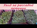 Петуния из семян и вегетативная в конце апреля. Перевала, подкормки, обработки.