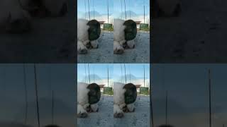 Download Lagu i'm addicted to#capcut/trend# MP3