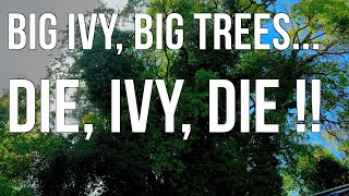 Remove Ivy From Trees. Big Trees. Big Ivy.