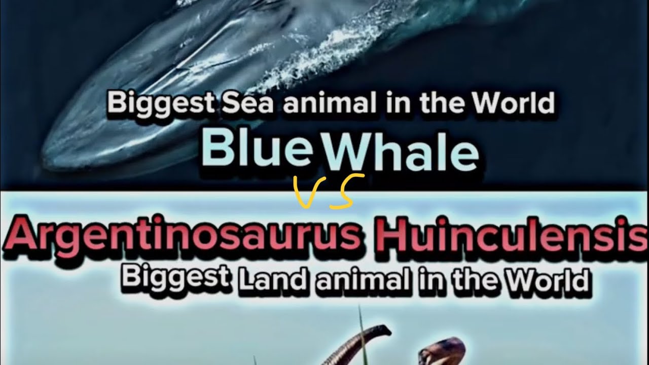 Argentinosaurus vs blue whale (sticknodes animation) wild animals vs ...