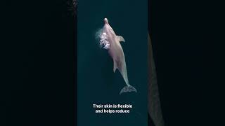 Dolphins inspired submarines
