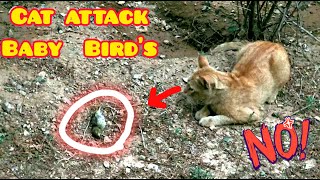 Cat vs Baby Bird: Watch the Intense PredatorPrey Encounter!  4k #kittybigfamily #cat #viral #tiktok