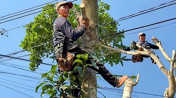 Cưa cây xoài đài loan ngần nhà  ,nhiều dây điện , Ở vĩnh hanh cần đăng .Cưa cây kỷ thuật cao