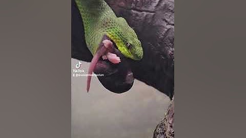 T. Insularis Feeding (1st meal with us)