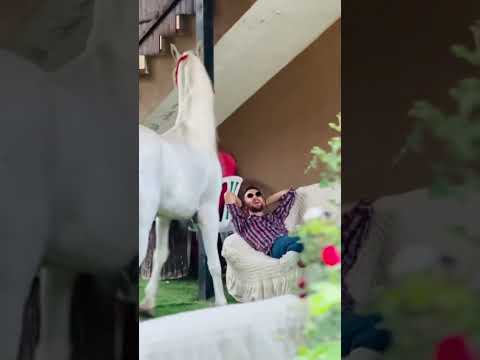 الخيل العربيه حصان عربي الأبيض
