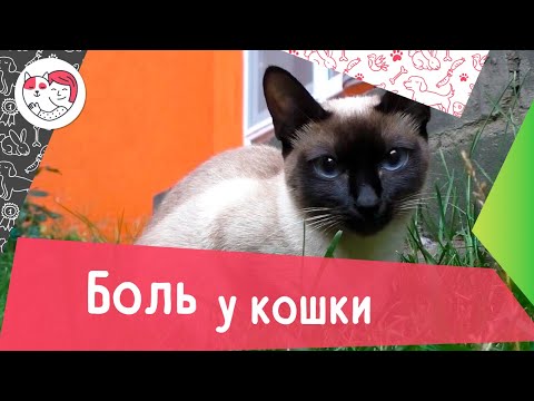 Как определить, что кошка испытывает боль: 6 признаков