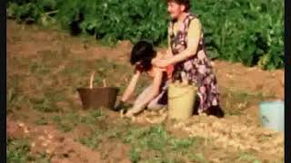 Récolte des pommes de terre (septembre 1975)