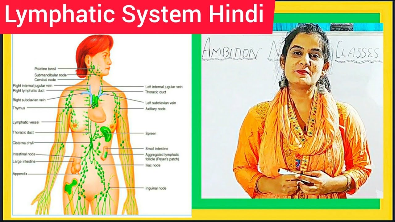 Lymphatic System Hindi Lymph Lymph Nodes Lymph Vessels Lymphatic System Hindi Lymph Lymph Nodes Lymph Vessels