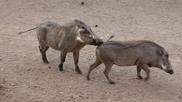 Warthog behavior in our yard in the bush in Marloth Park, South Africa...
