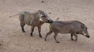 Warthog behavior in our yard in the bush in Marloth Park, South Africa...