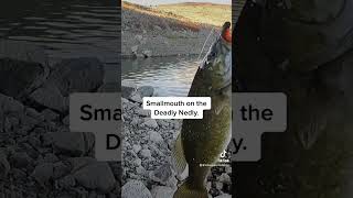 Nice smallmouth bass on the deadly nedly at Minersville #shorts  #bassfishing #smallmouthbass