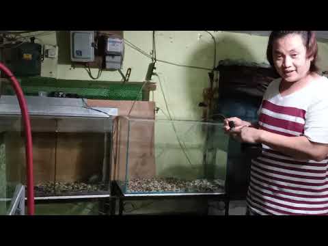 Tips and tricks on how to have cristal clear water in aquarium tank setup for flower horn kamfa..