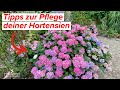 Die besten Tipps für die Pflege deiner Hortensien - Der große Ratgeber!