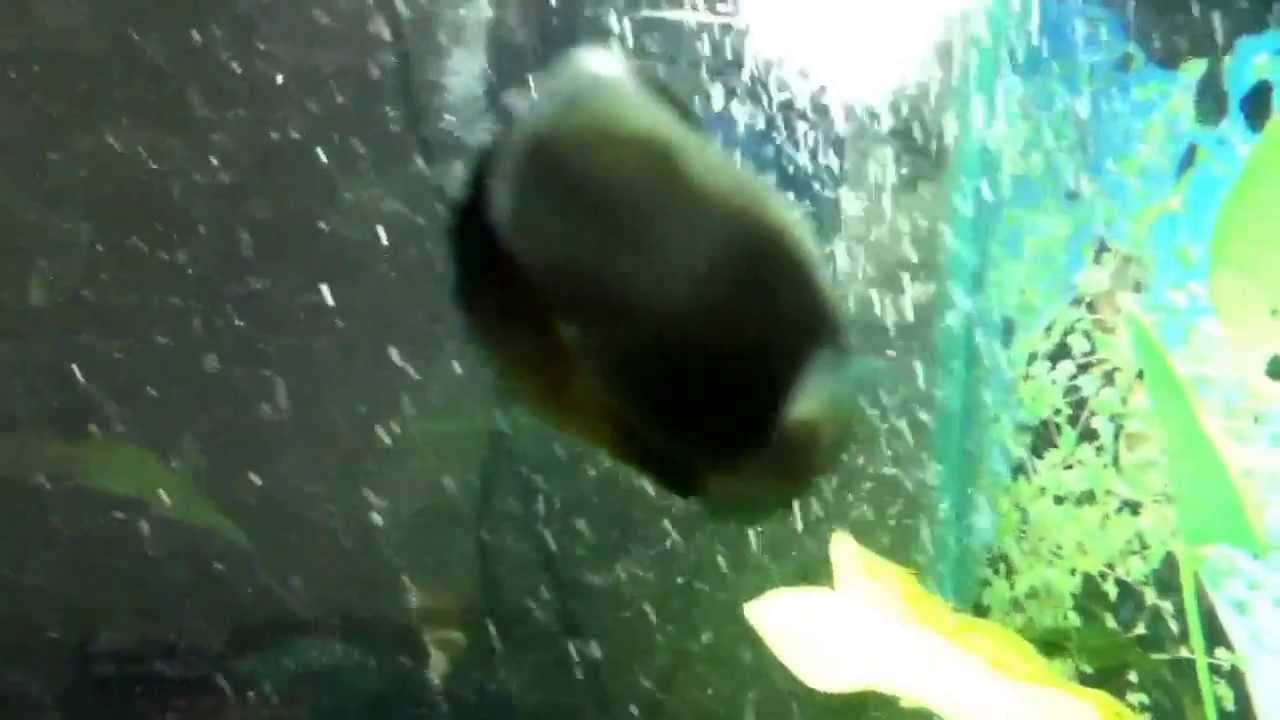 clean up crew in sump Red spot nerite and red lip snails