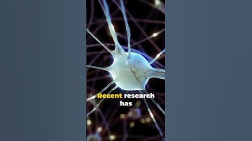 Unraveling the Workings of Working Memory