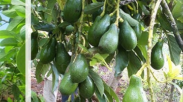 Cây giống bơ sáp