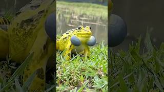 4 Strange Frog Sounds That Sound Fake!#frog #sound #short