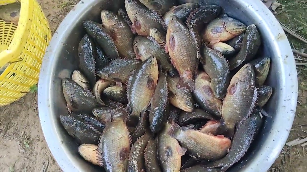 Thu mua cá rô đầu nhím LH 0902755567