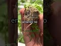 🌿 Cultivar era solo para quien tenía tierra — El sistema horizontal en hidroponía lo cambió todo
