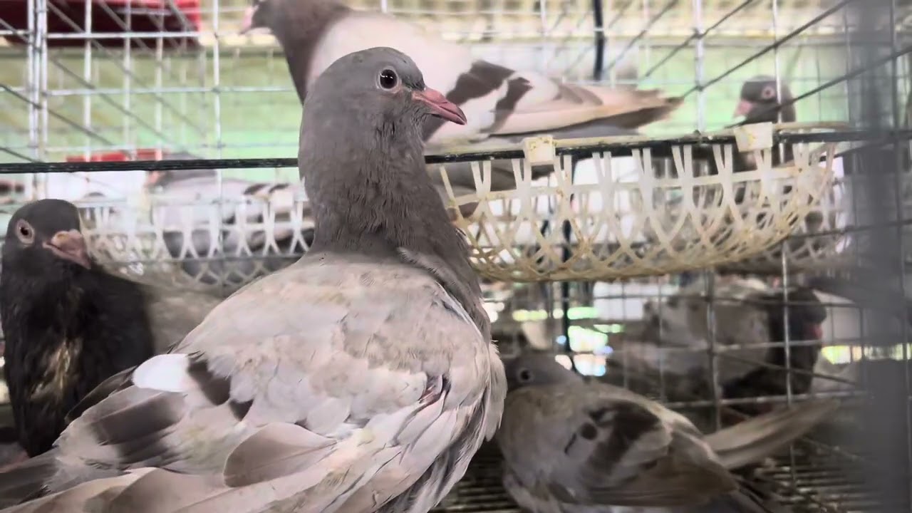 TẦM QUAN TRỌNG BỘ LÔNG BỒ CÂU: Dấu Hiệu Sức Khỏe & Dinh Dưỡng Bạn Cần Biết!