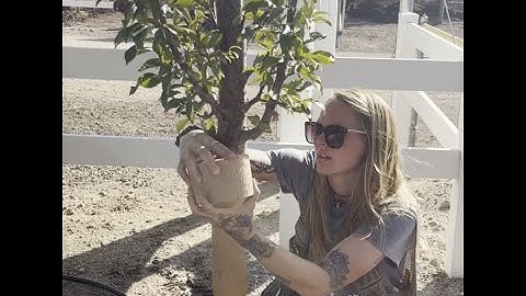 Wrapping your trees for winter.